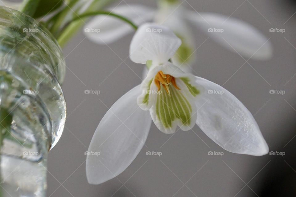 Little Snowdrop in a bottle for a vase 