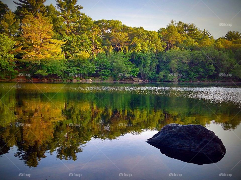 Trees reflecting over the lake