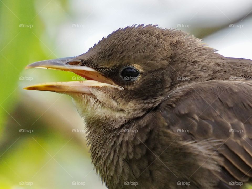Young starling