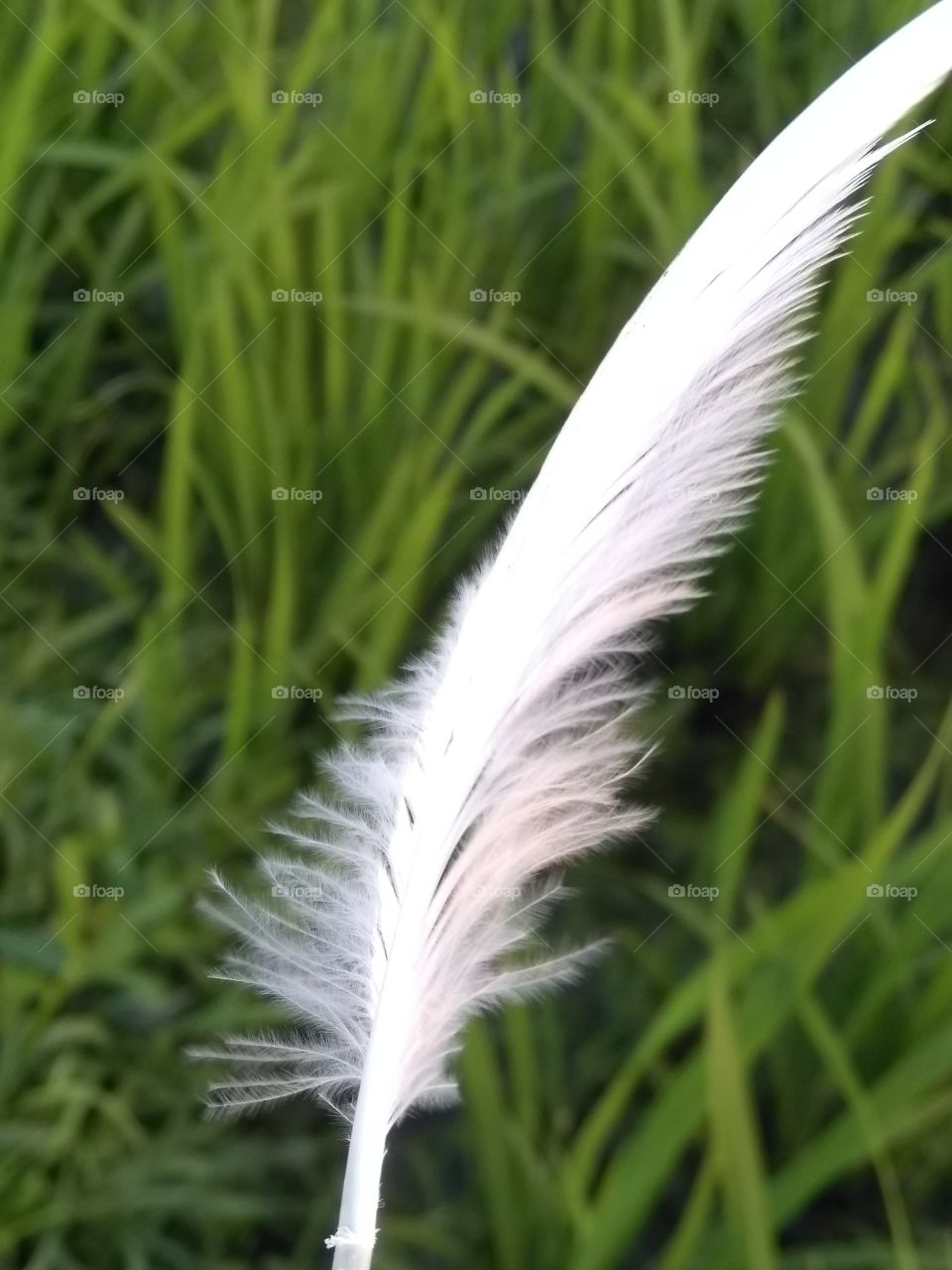 bird feather..