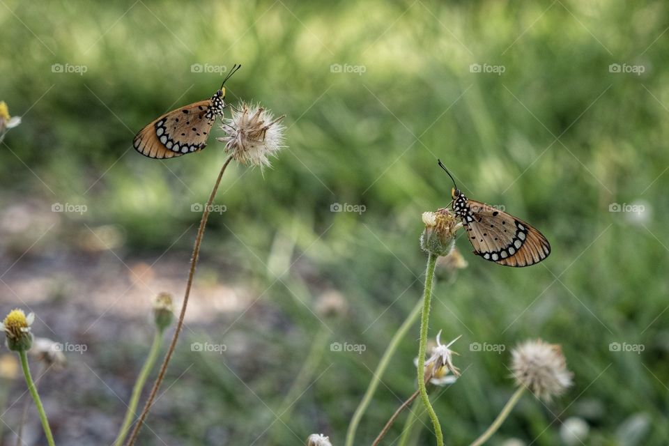 Close up butterfly on grass flower