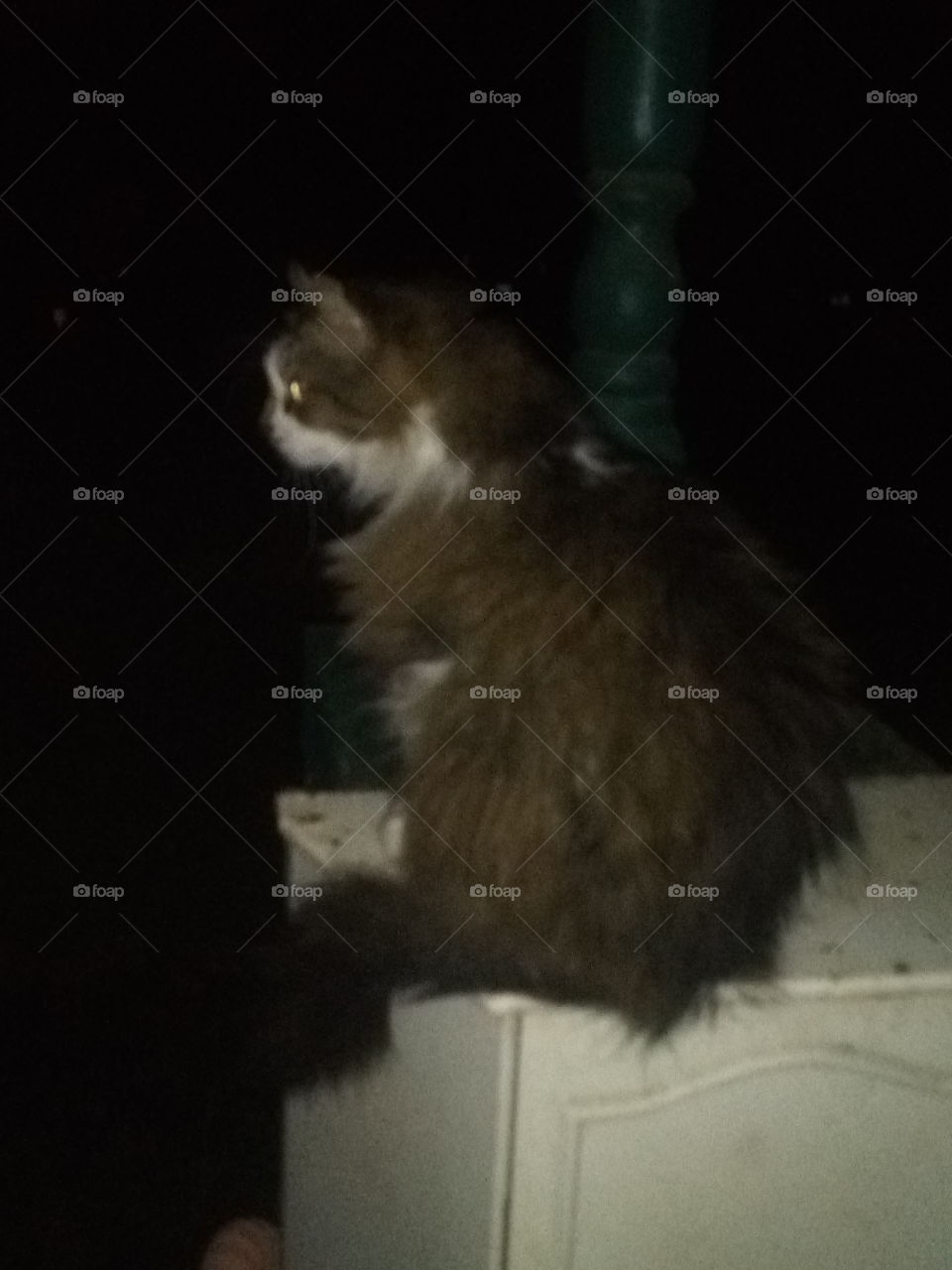 pretty girl sitting pretty on her perch enjoying the evening not sure about the babies below.