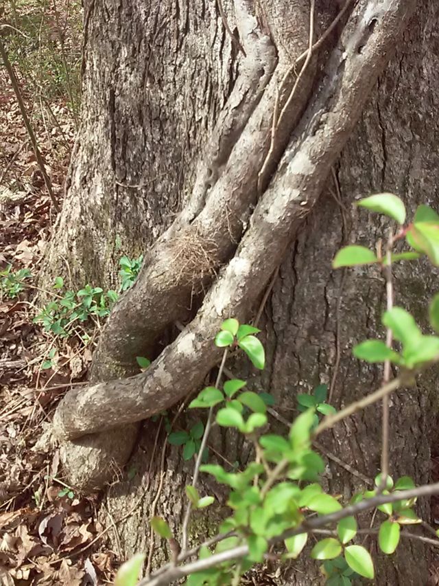 tree trunks