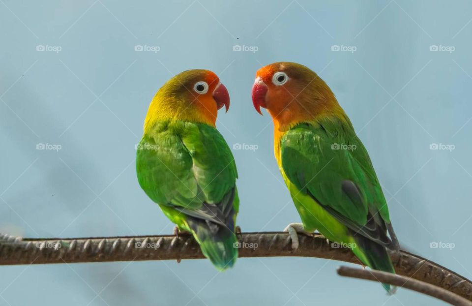 Fei's Peony Parrot, Photographed in China