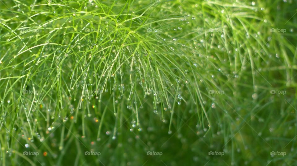 Rain drops on a green fennel plant