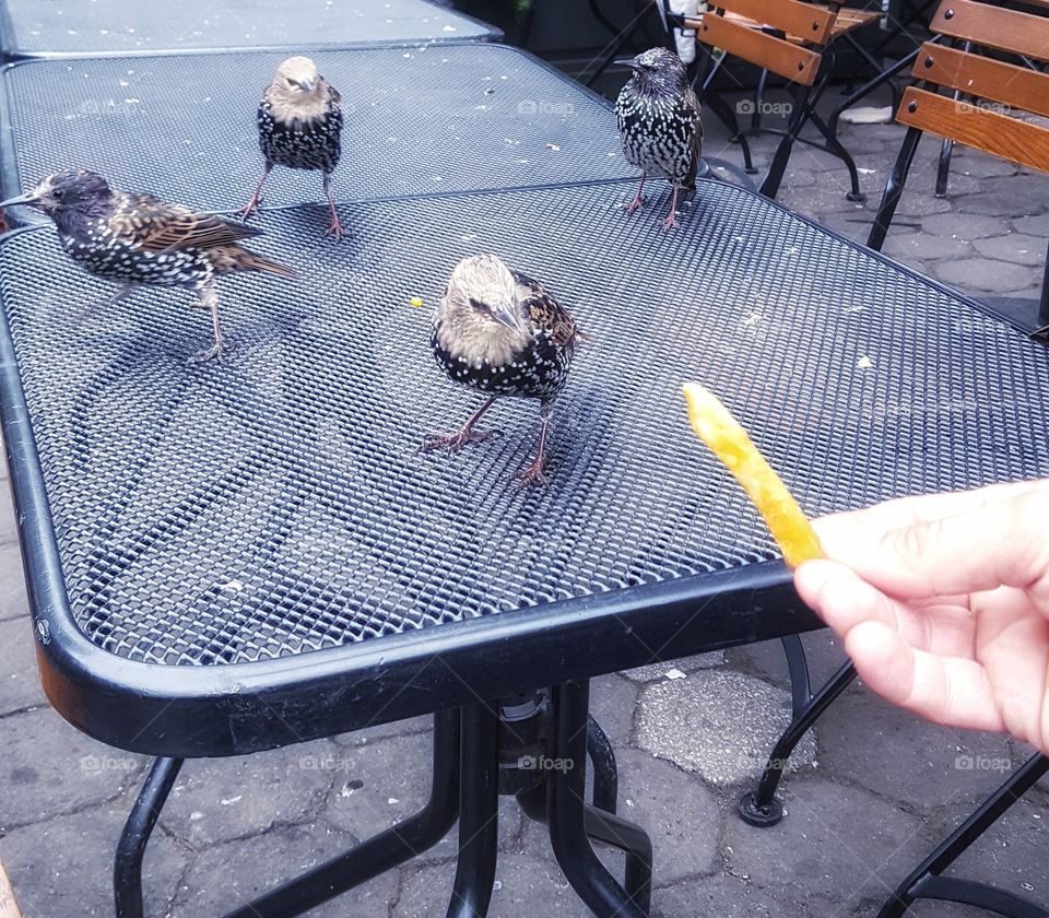 hand fed birds