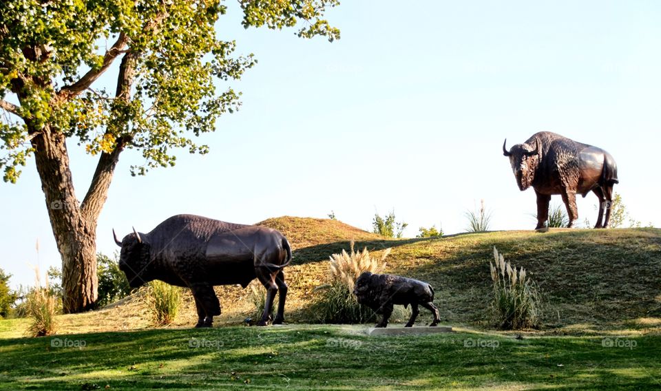 Buffalo statues 