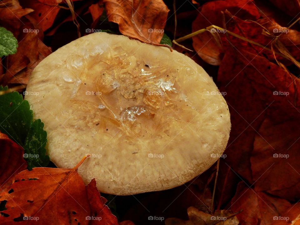 Frozen mushroom