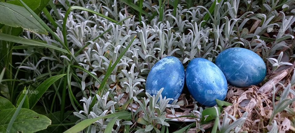 blue eggs