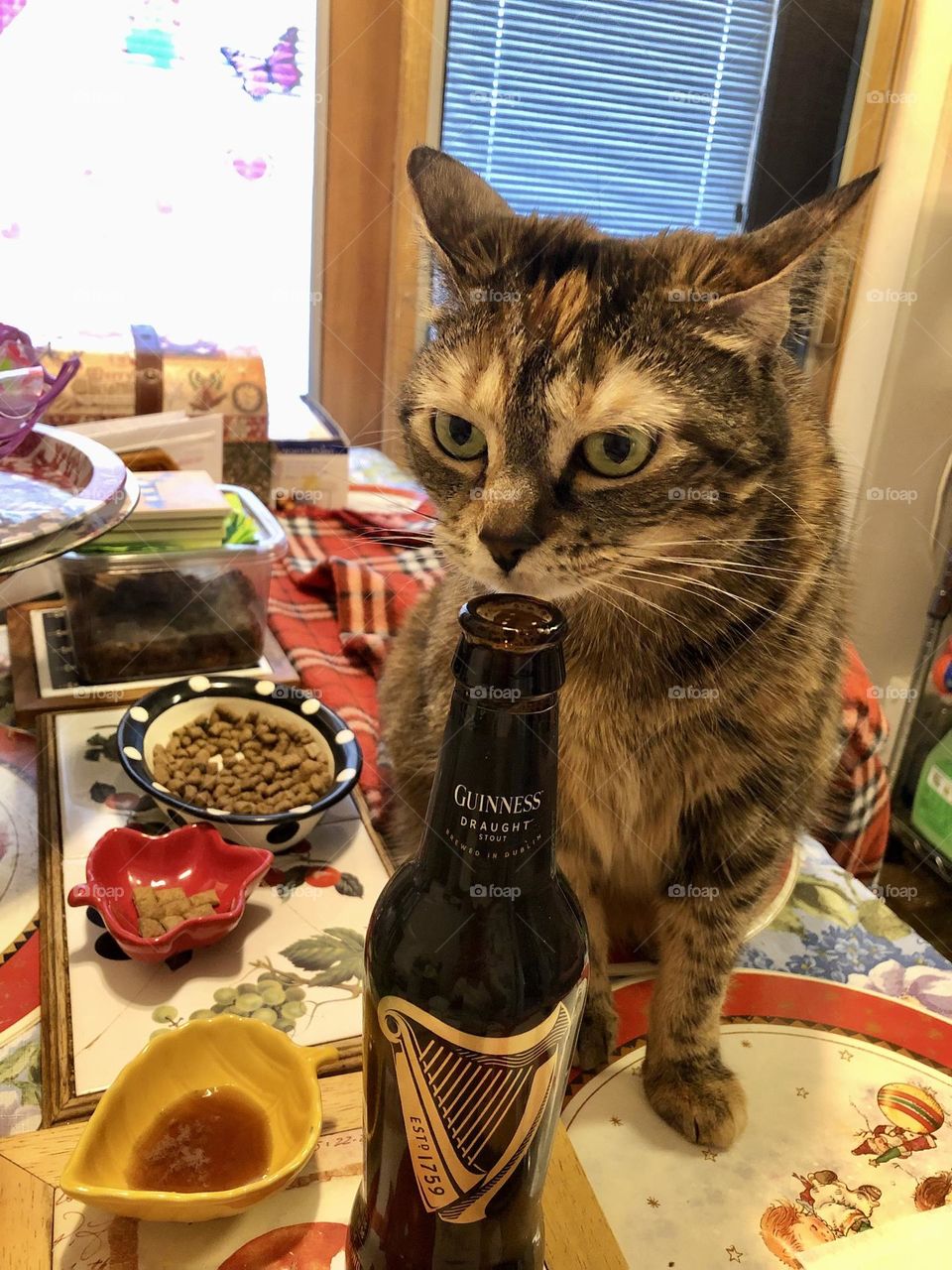 Everybody loves the Irish beer  Guinness  , kitty is testing  the flavors  so curious ☘️