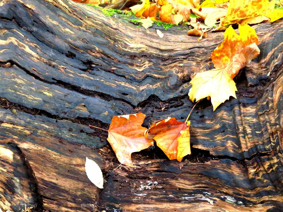 High angle view of dry maple leaves