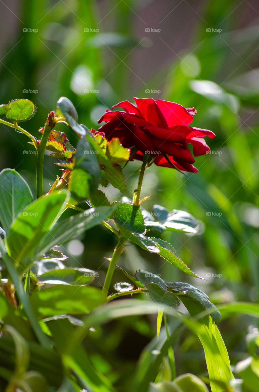 A red rose in the garden.