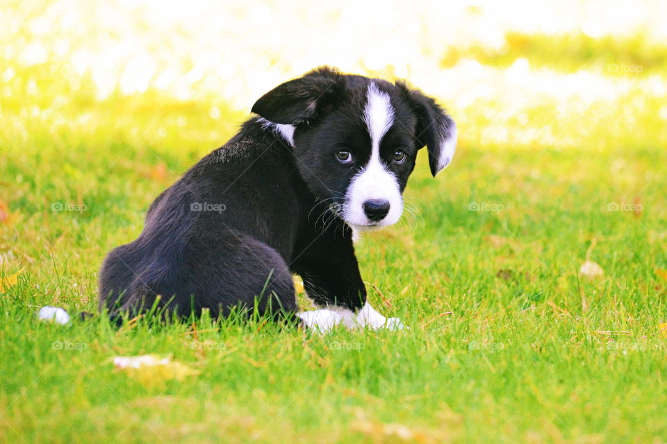 Grass, Animal, Mammal, Field, Nature