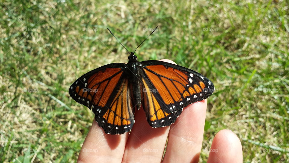 Fuzzy Monarch