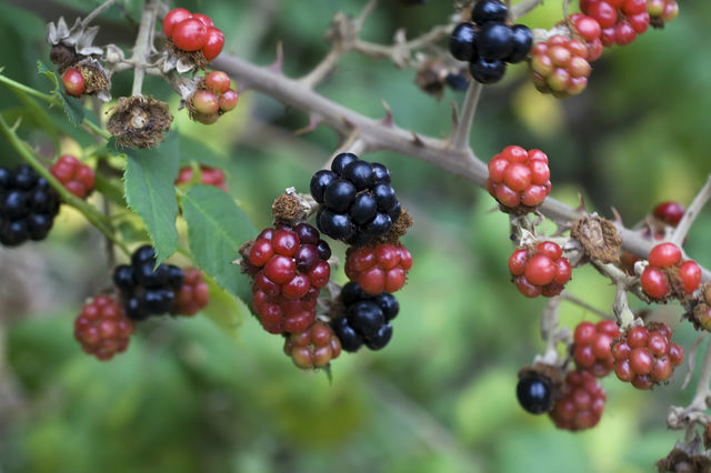 Sweets blackberries on branch