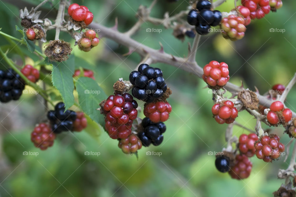 Sweets blackberries on branch
