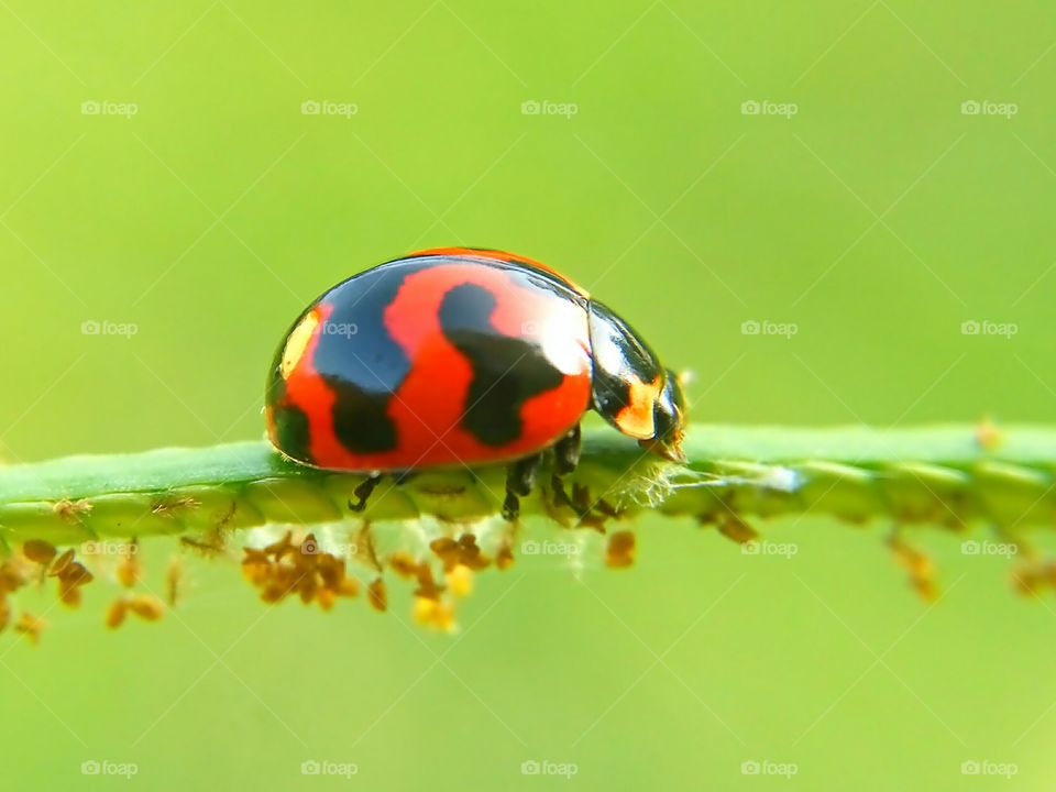 So Close
Ladybird in Grass