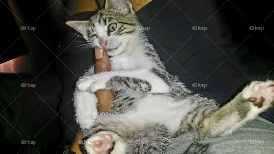 The cutest pets in the world