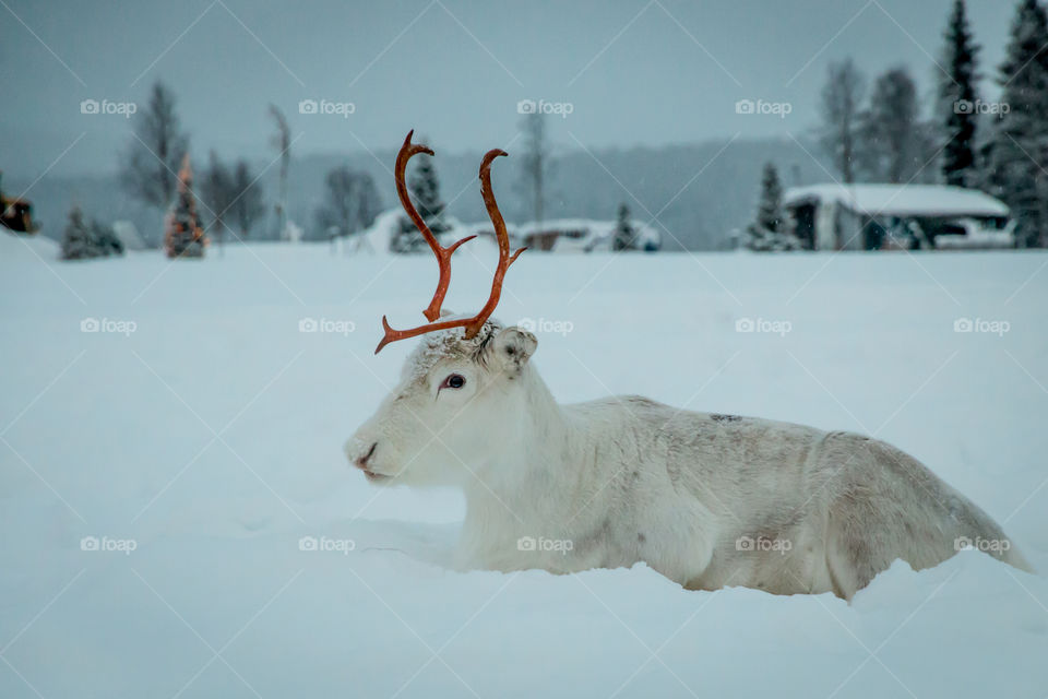 Reindeer on snowy field