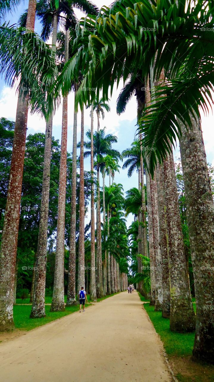 Palm trees in the botanical garden of Rio de Janeiro