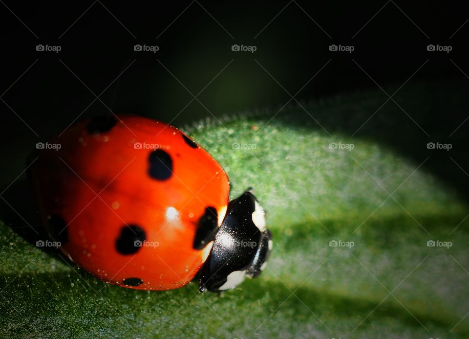 ladybug