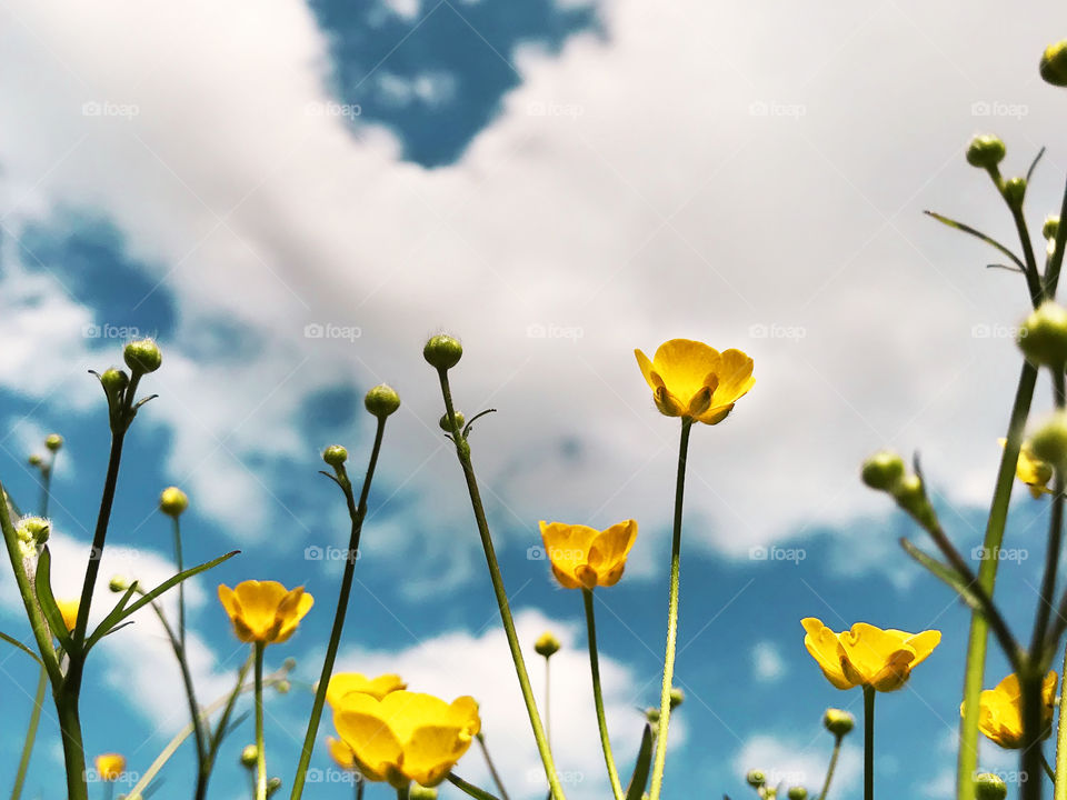 Spring yellow flowers blooming in front of blue cloudy sky 