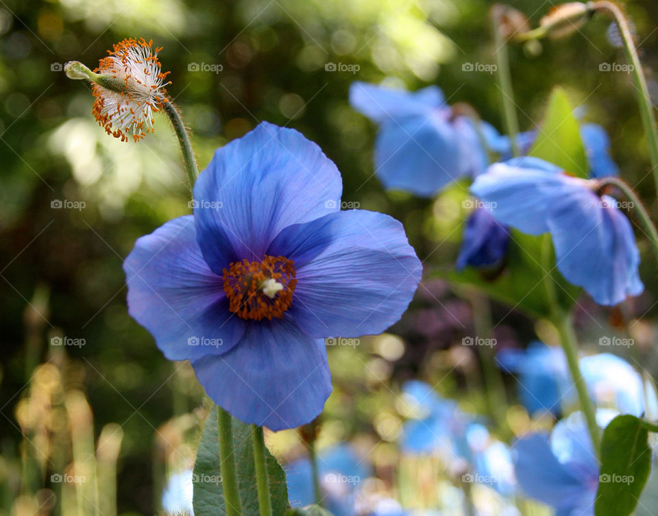 Blue Himalayan poppy