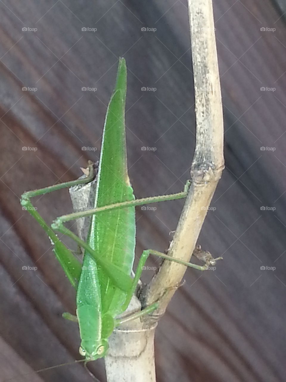 Leaf, No Person, Grasshopper, Insect, Invertebrate