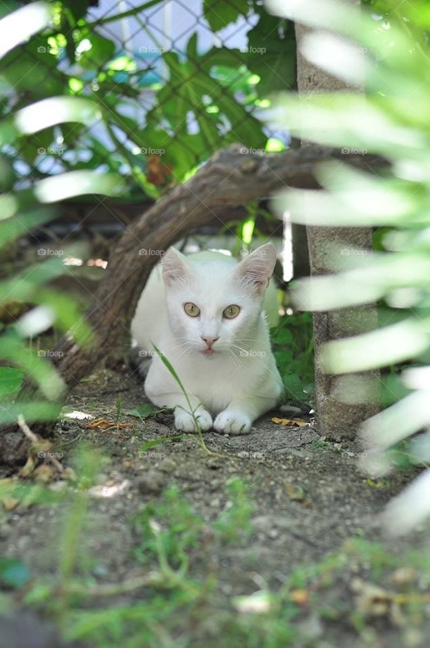 White beautiful cat