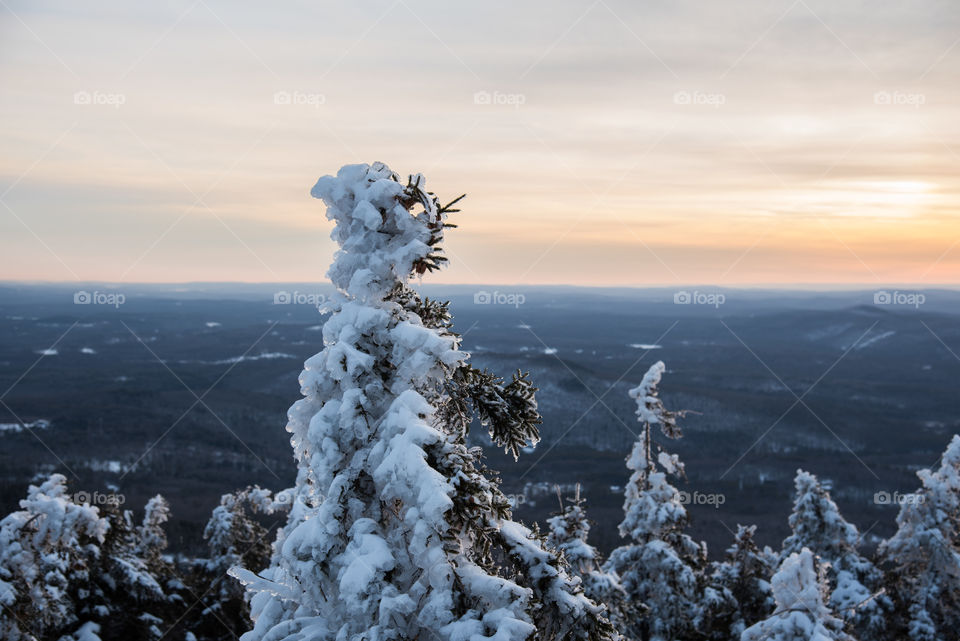 A tree showing the freezing winter temperature as the daylight fades