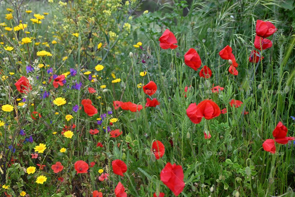 field full of flowers