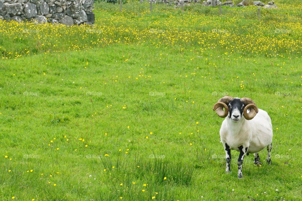 Impressive  Horns on this Ram 🐏