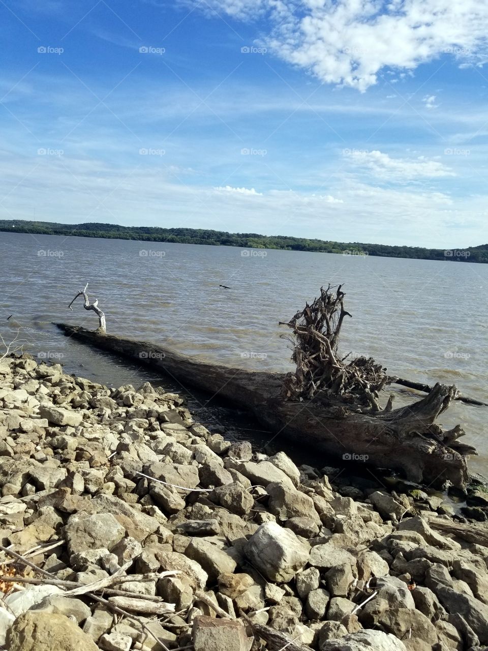 tree in the Mississippi River in Iowa