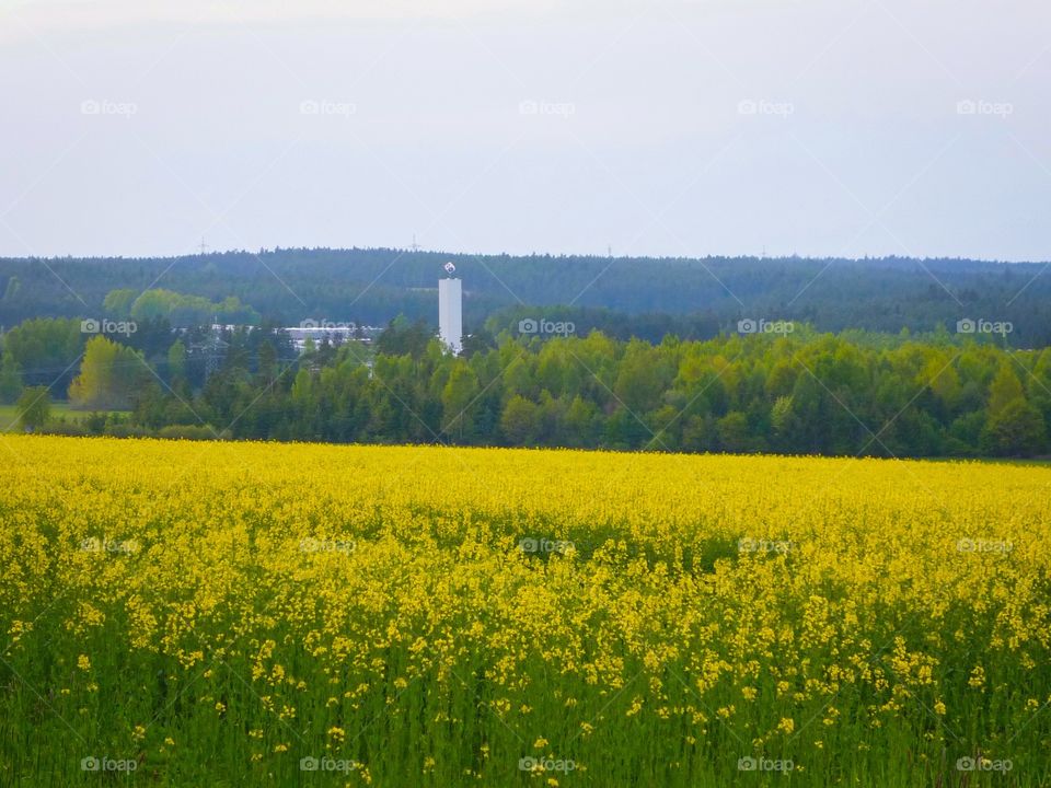 Field of yellow