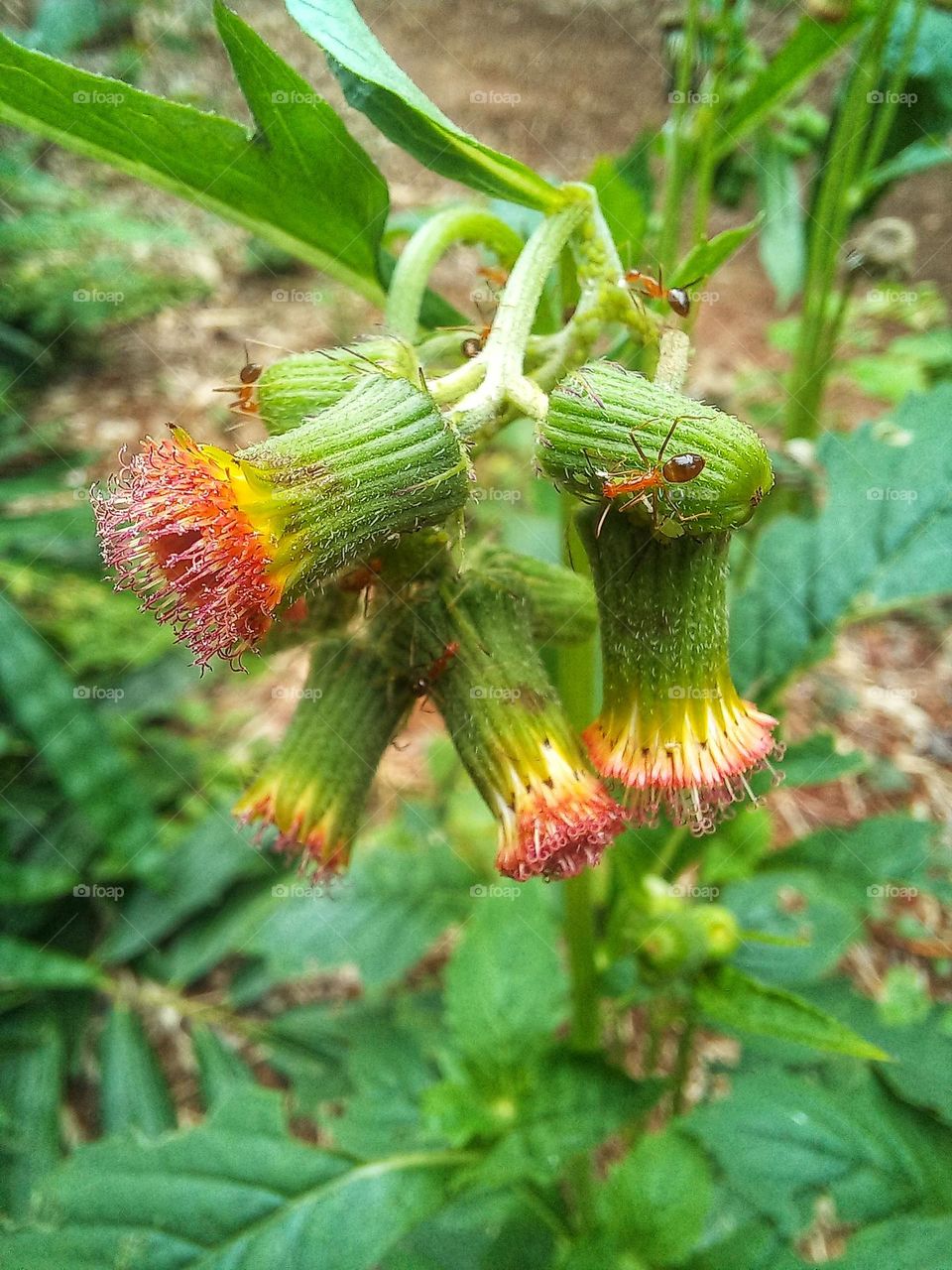These plants or flowers grow wild in plantations