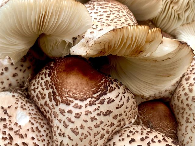 
Leucoagaricus americanus