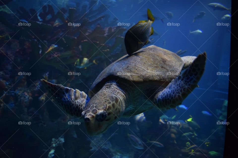 turtles are swimming in the sea