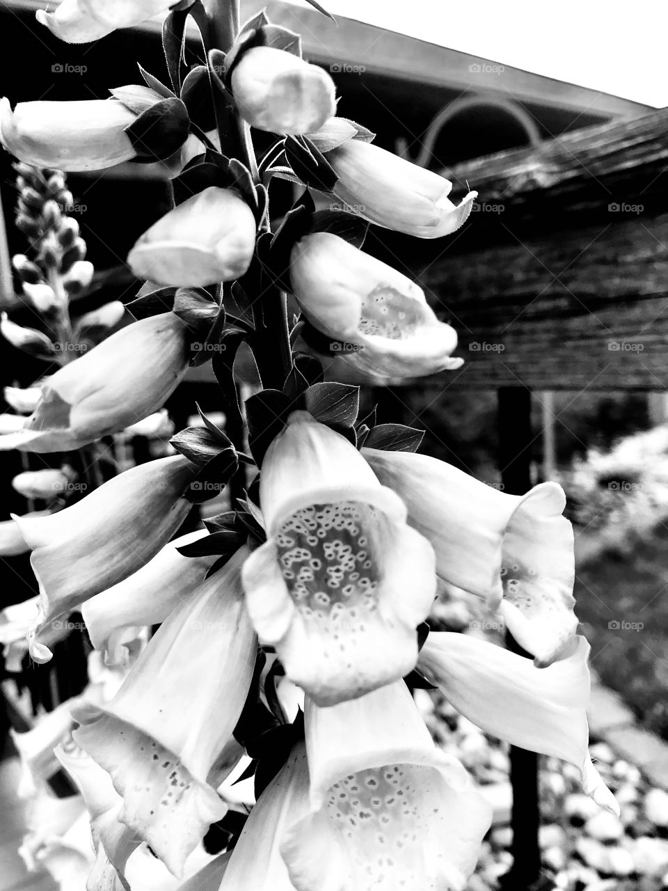 Beautiful black and white photo of tall multi flowered stem on front deck porch.  