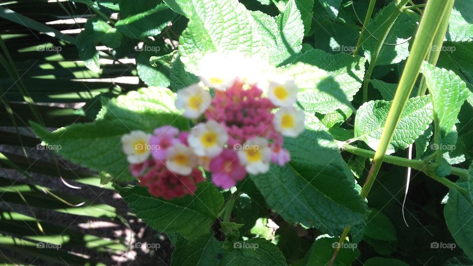 flor com pequenas pétalas coloridas