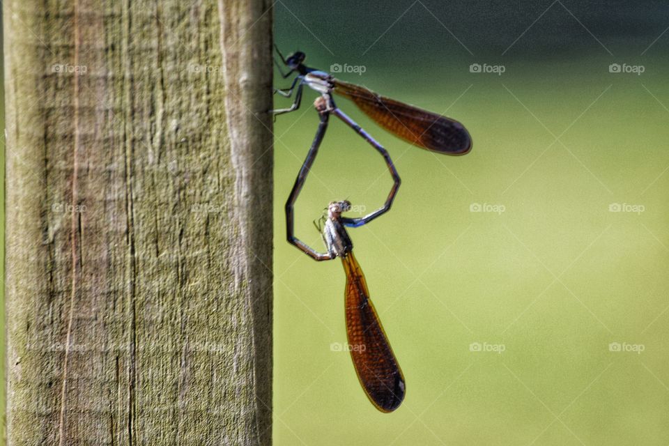 Two dragonfly mating