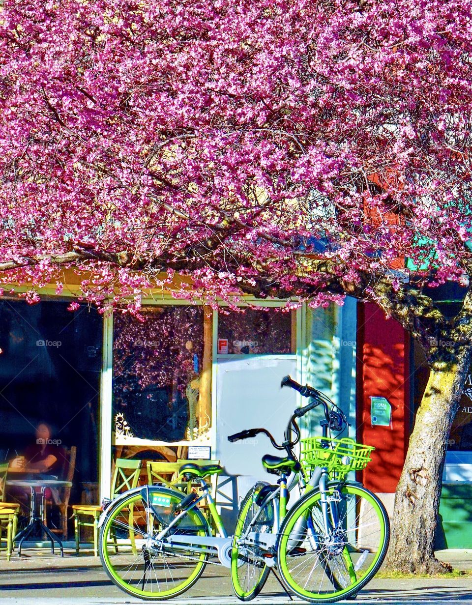 Bicycles parked under a blossoming tree on city sidewalk in spring