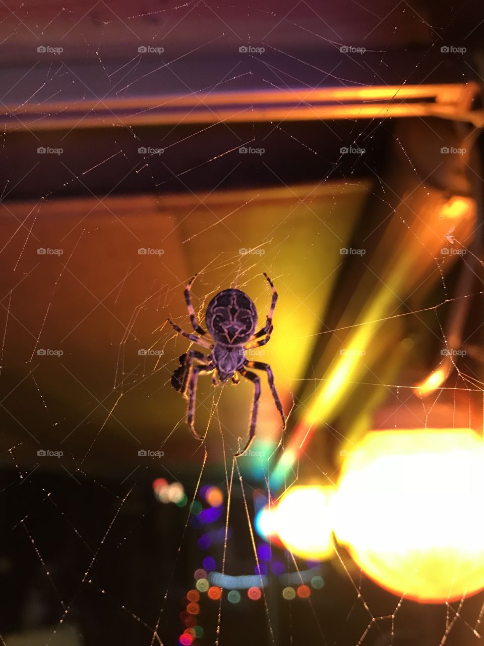Huge spider on the deck 