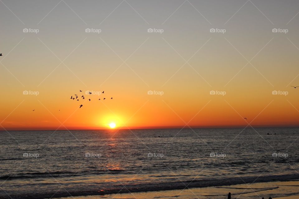 Sunset over the ocean with a flock of birds 