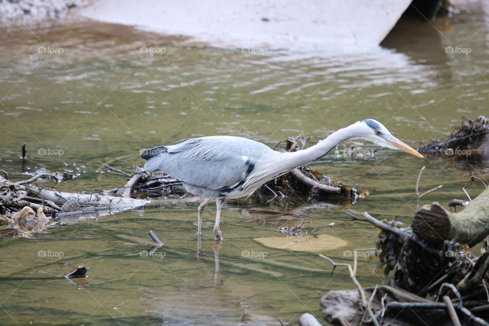Gray heron