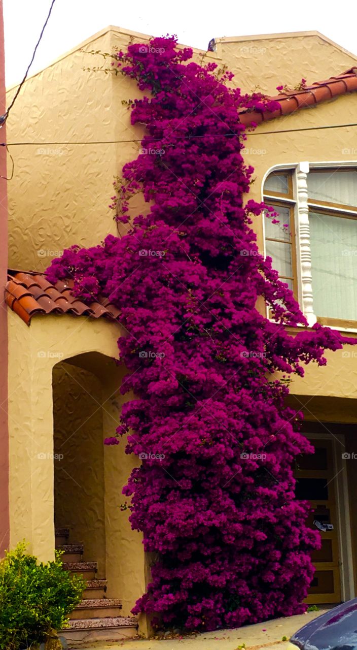 Flowers climbing house wall. 