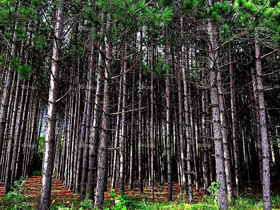 Trees full of colours 