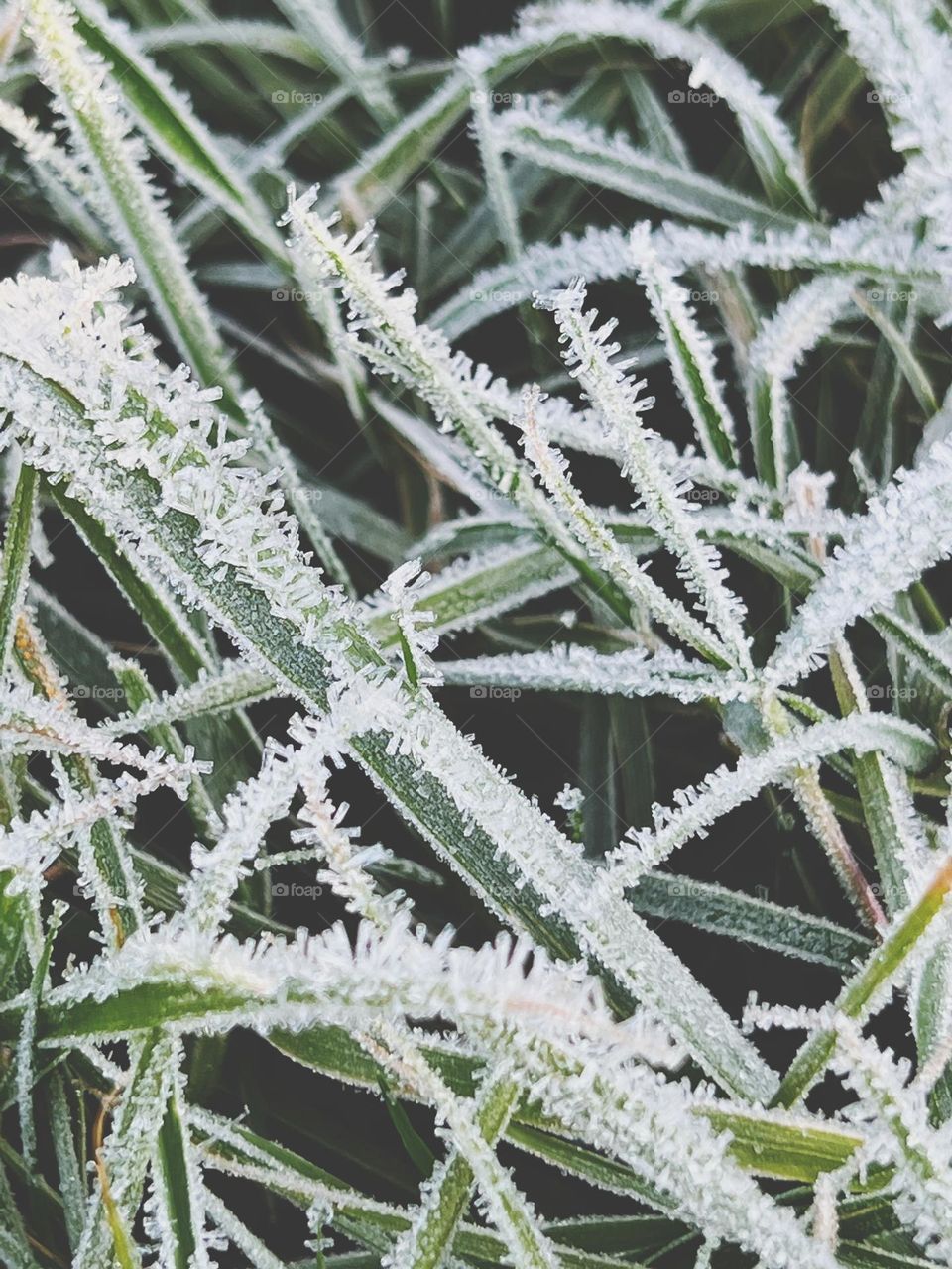 Frosted grass