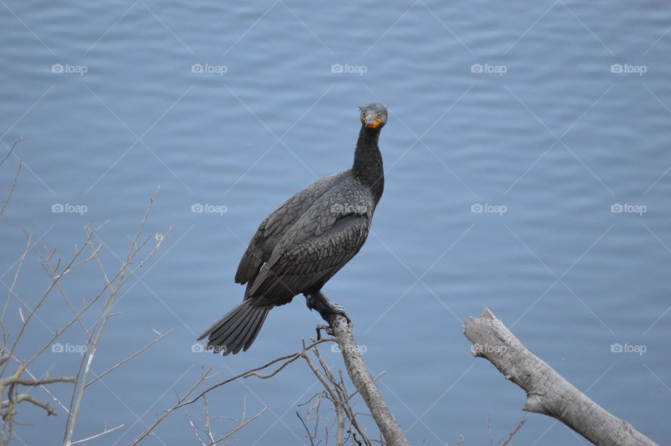 Double-crested Cormorant?