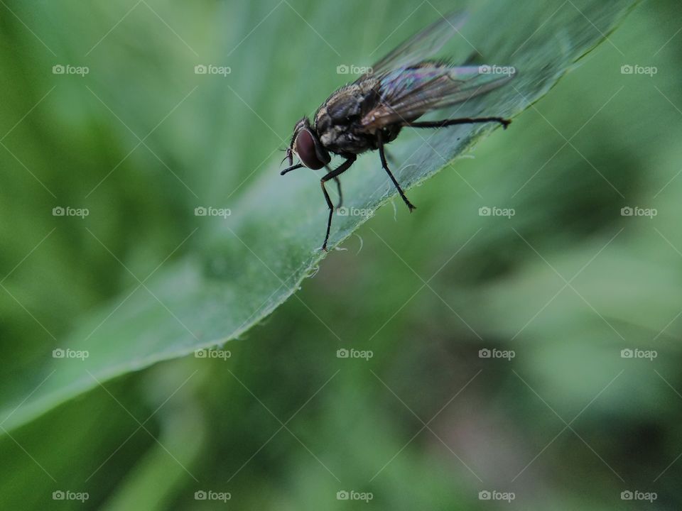 Housefly on leaf