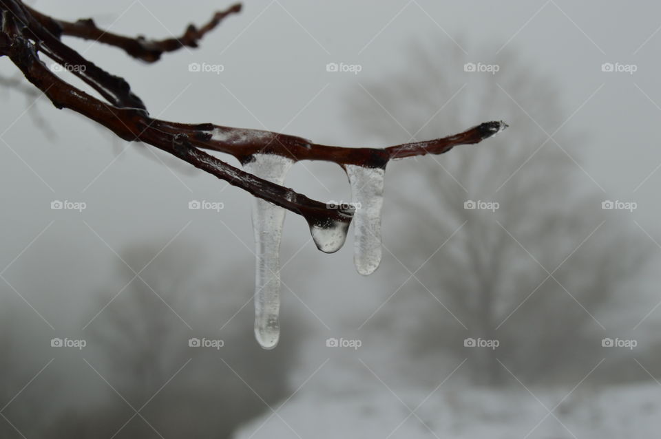 winter, frost, ice, blurred background, frozen drop, icicle, iced tree, ice on a branch,